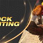 bet on cock fighting
